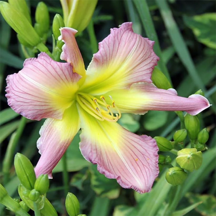 Hemerocallis Amerstone Amethyst Jewel (Floración)