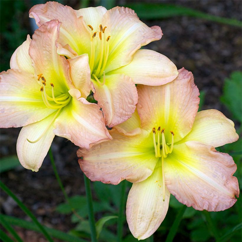 Hemerocallis Amy Stewart (Floración)