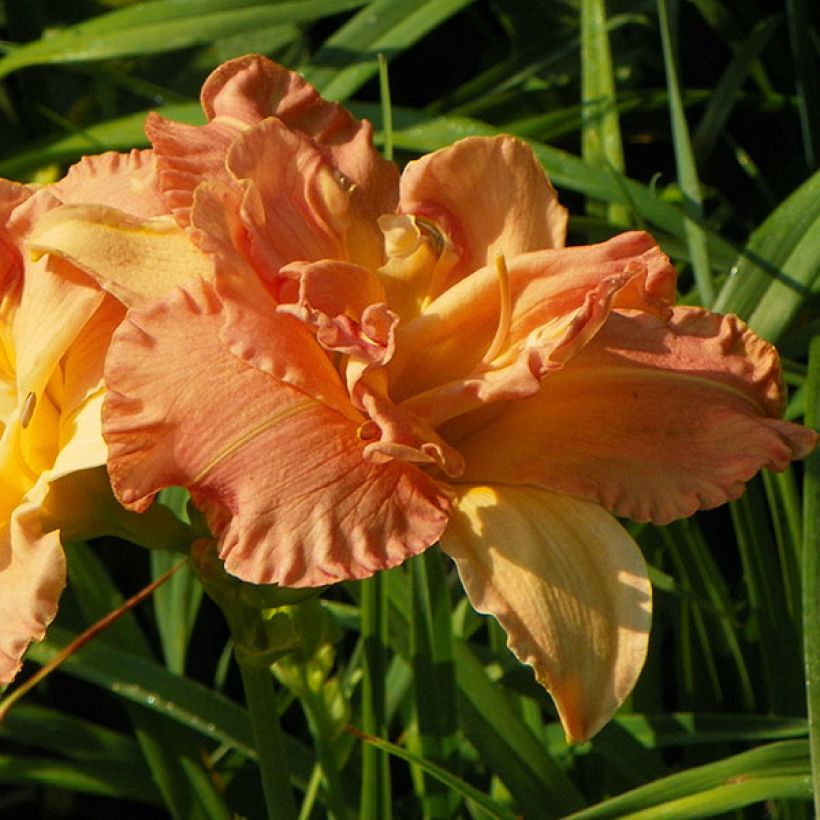Hemerocallis Angelic Grin (Floración)