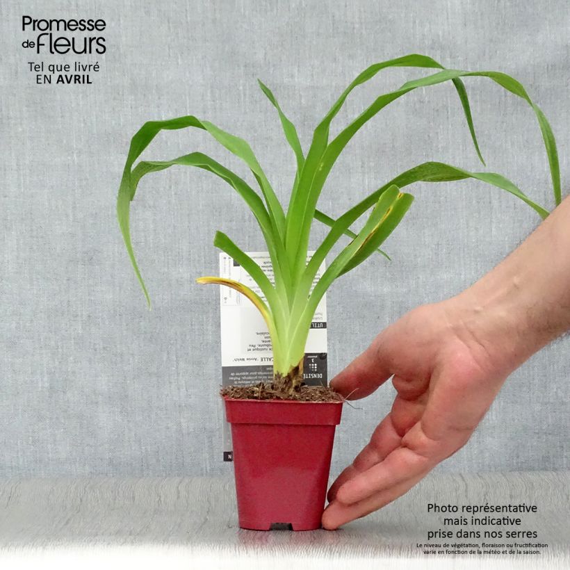 Hemerocallis Annie Welch Maceta de 7/8 cm Ejemplar entregado en la primavera