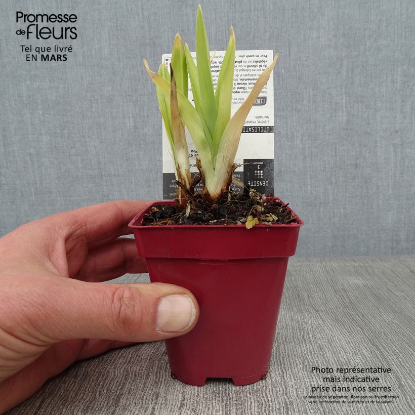 Hemerocallis Annie Welch Maceta de 7/8 cm Ejemplar entregado en invierno