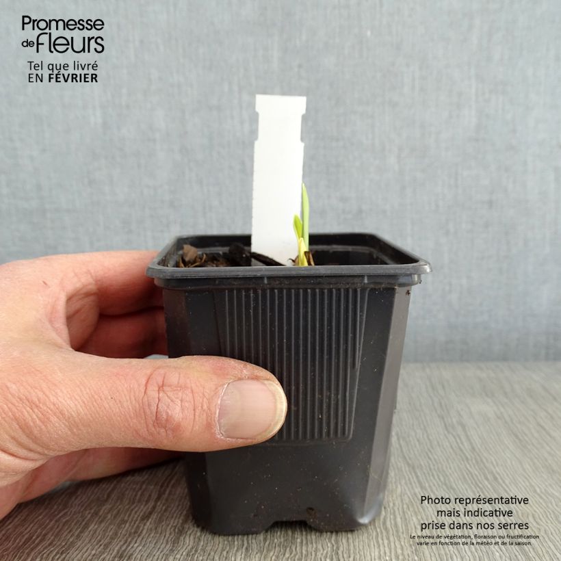 Hemerocallis Apricot Beauty Maceta de 8/9 cm Ejemplar entregado en invierno