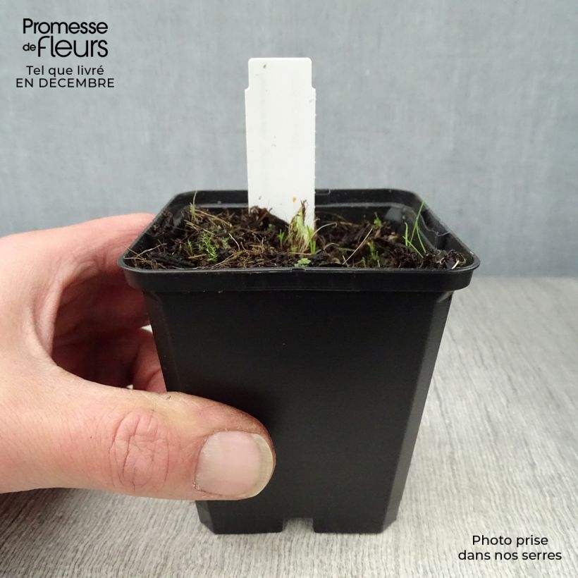 Hemerocallis Arctic Snow Maceta de 8/9 cm Ejemplar entregado en invierno