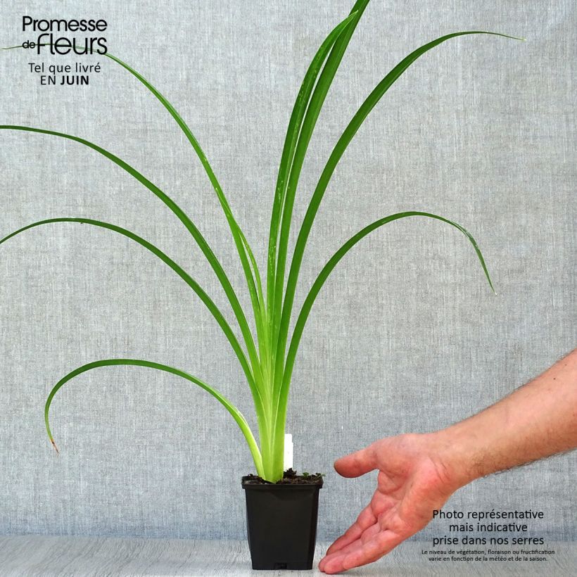 Ejemplar de Hemerocallis Arctic Snow Maceta de 8/9 cm entregado en verano