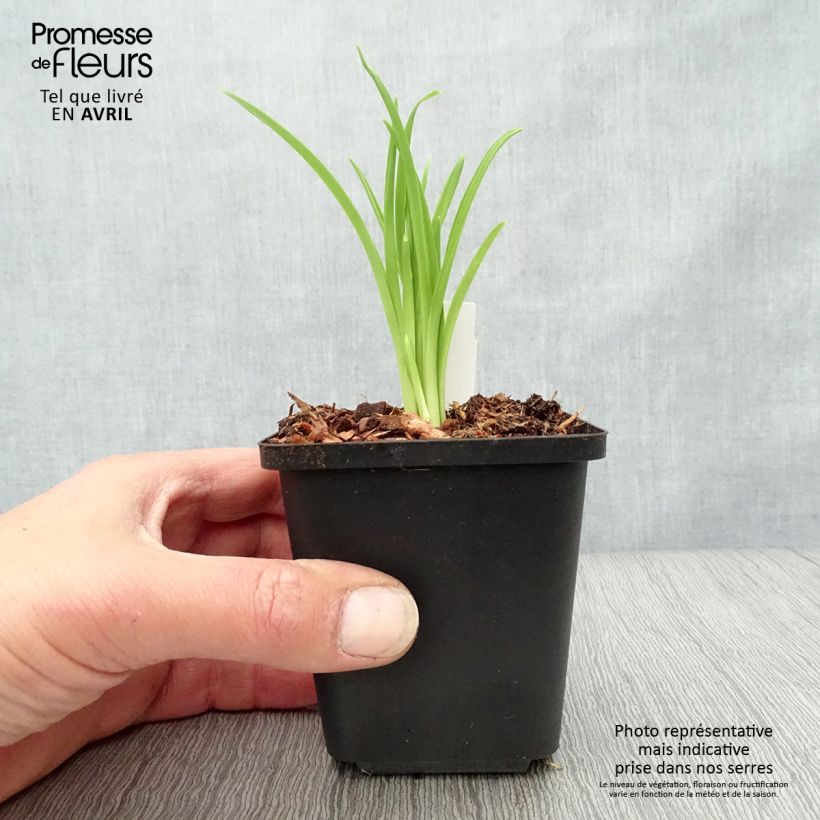 Hemerocallis Arctic Snow Maceta de 8/9 cm Ejemplar entregado en la primavera