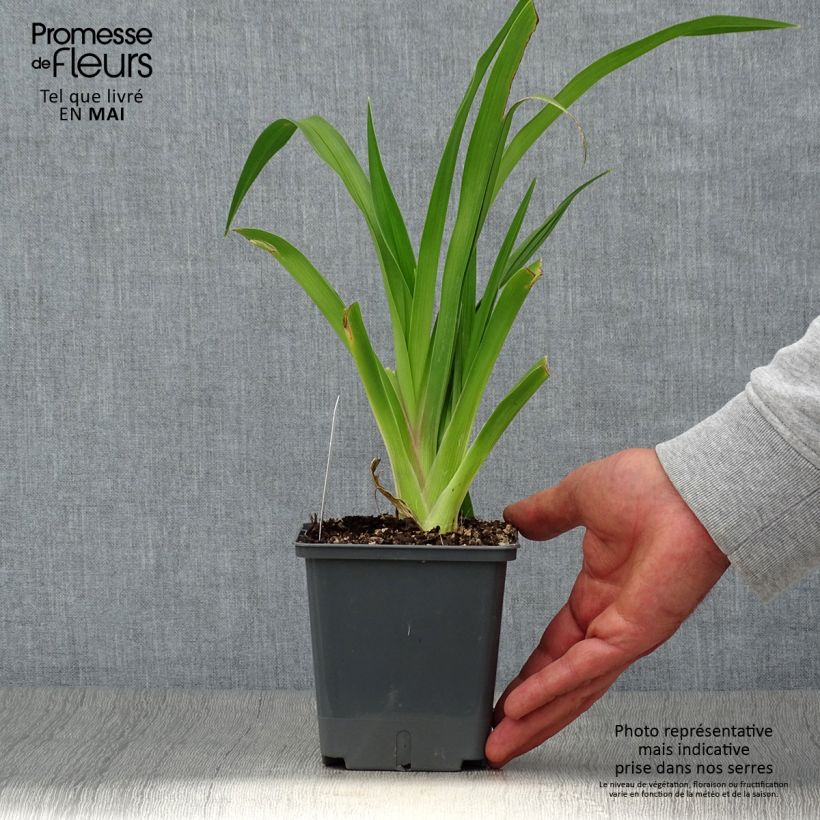 Hemerocallis Baracuda Bay Maceta 1L/1,5L Ejemplar entregado en la primavera