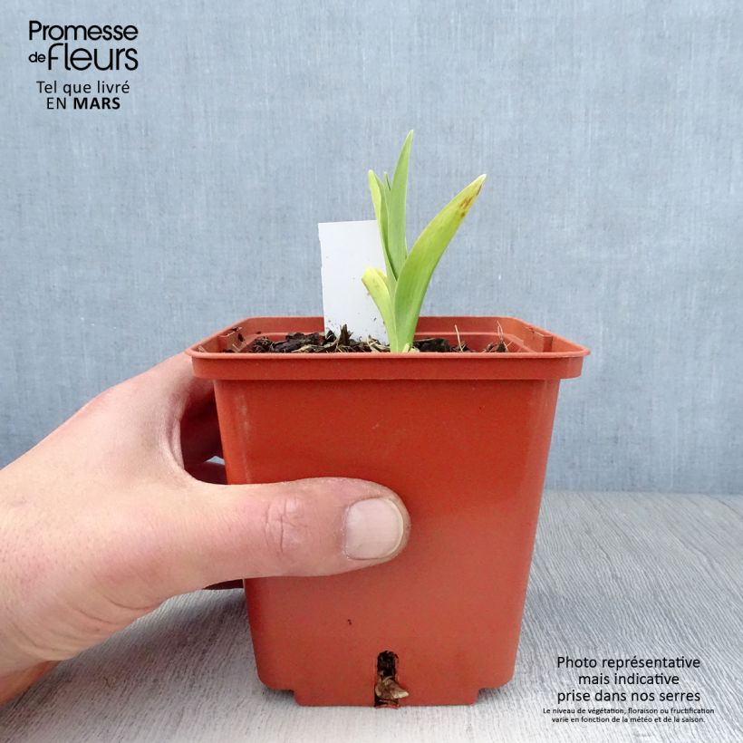 Hemerocallis Barbara Mitchell Maceta 1L/1,5L Ejemplar entregado en la primavera