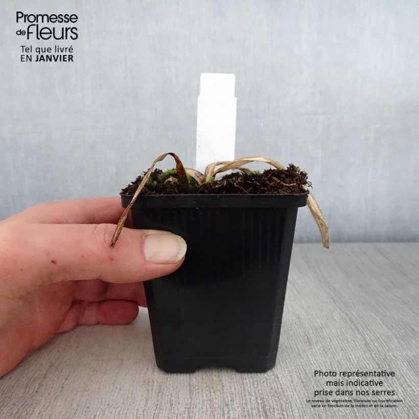 Hemerocallis Bela Lugosi Maceta 1L/1,5L Ejemplar entregado en invierno