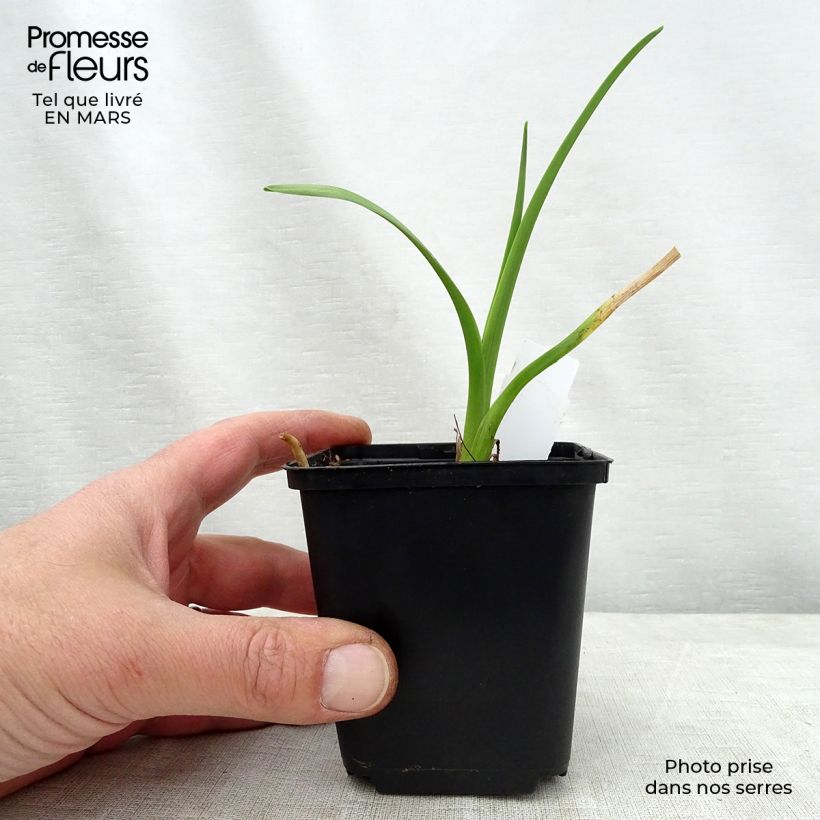 Hemerocallis Bela Lugosi Maceta 1L/1,5L Ejemplar entregado en la primavera