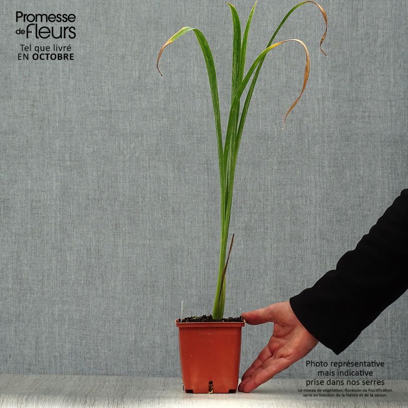 Ejemplar de Hemerocallis Bela Lugosi Maceta 1L/1,5L entregado en otoño