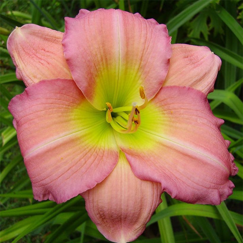 Hemerocallis Ben Norvell (Floración)