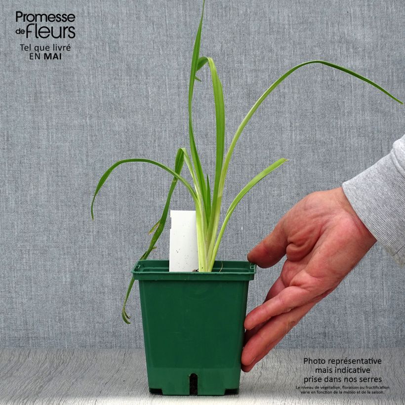 Hemerocallis Black Eyed Susan Maceta 1L/1,5L Ejemplar entregado en la primavera