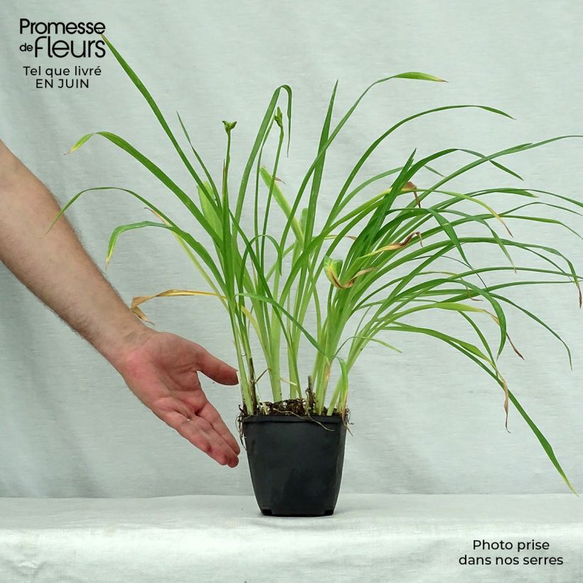 Ejemplar de Hemerocallis Black Prince Maceta de 8/9 cm entregado en verano