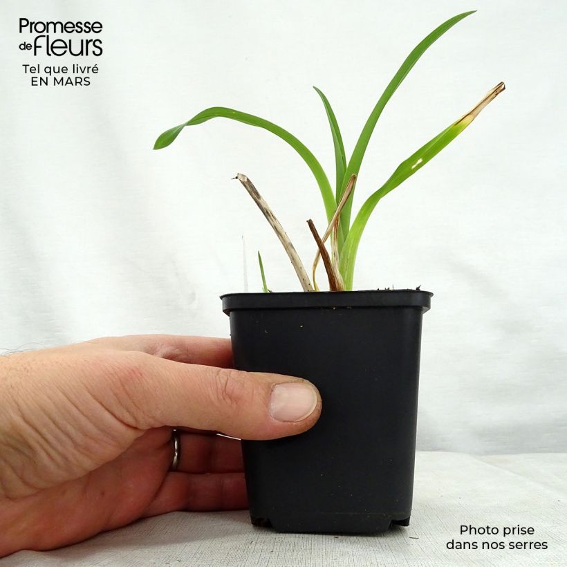 Hemerocallis Black Prince Maceta de 8/9 cm Ejemplar entregado en la primavera