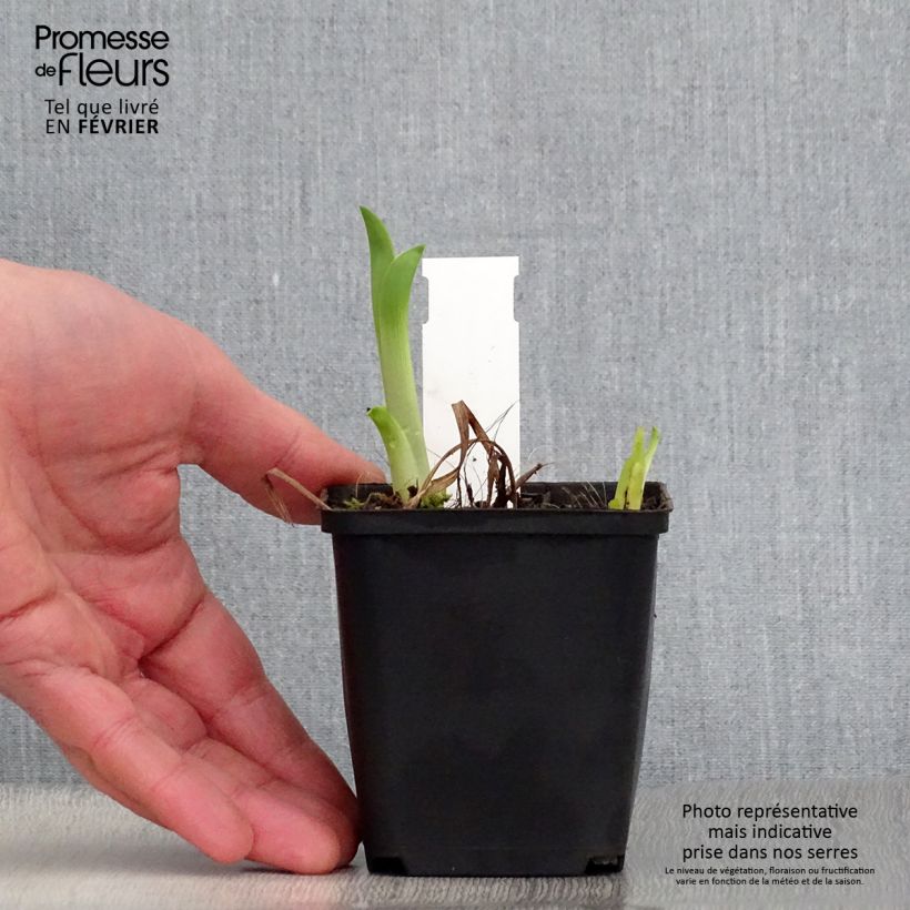 Hemerocallis Black Prince Maceta de 8/9 cm Ejemplar entregado en invierno