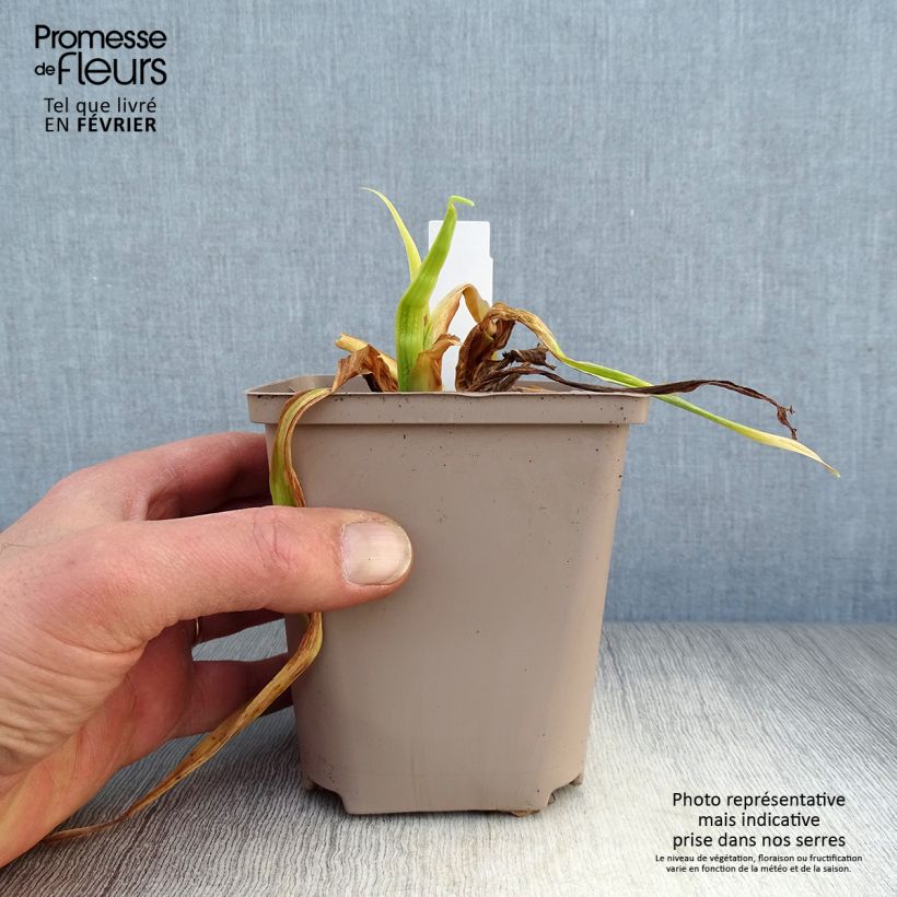 Hemerocallis Black Stockings Maceta 1L/1,5L Ejemplar entregado en invierno