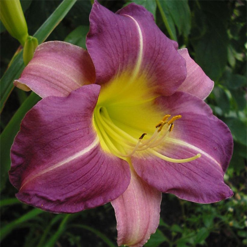 Hemerocallis Blue Sheen (Floración)