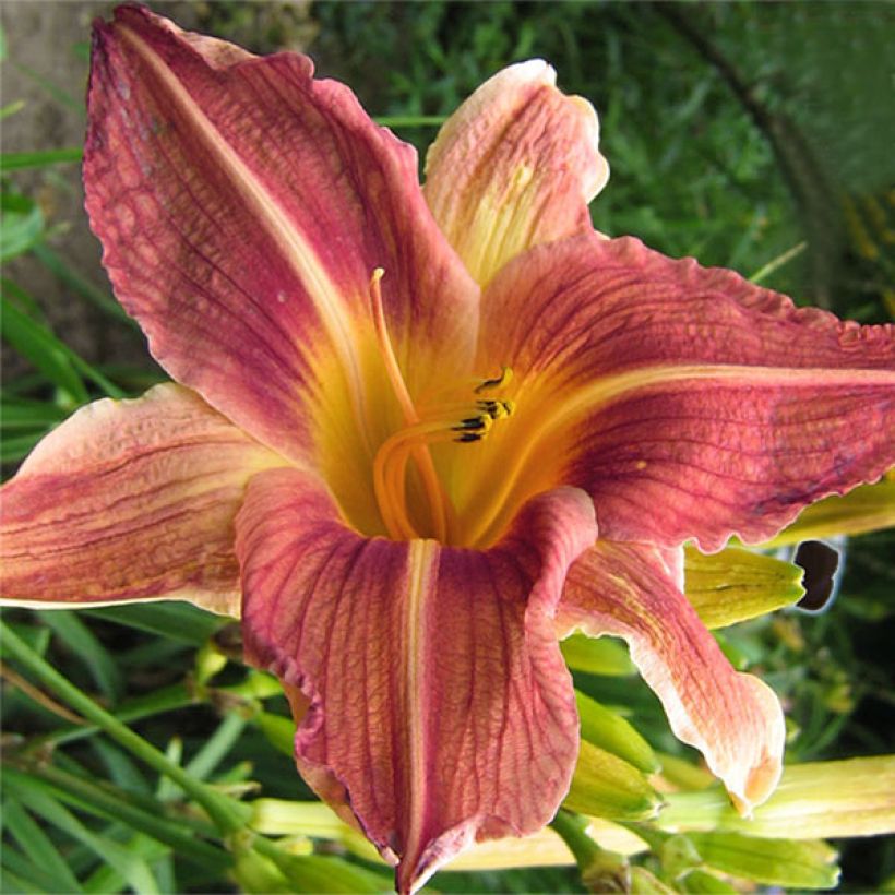 Hemerocallis Bold Ruler (Floración)