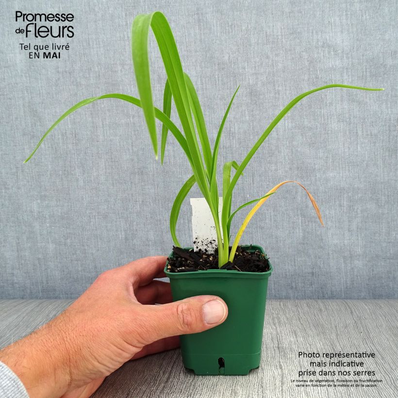 Hemerocallis Bonanza Maceta de 8/9 cm Ejemplar entregado en la primavera