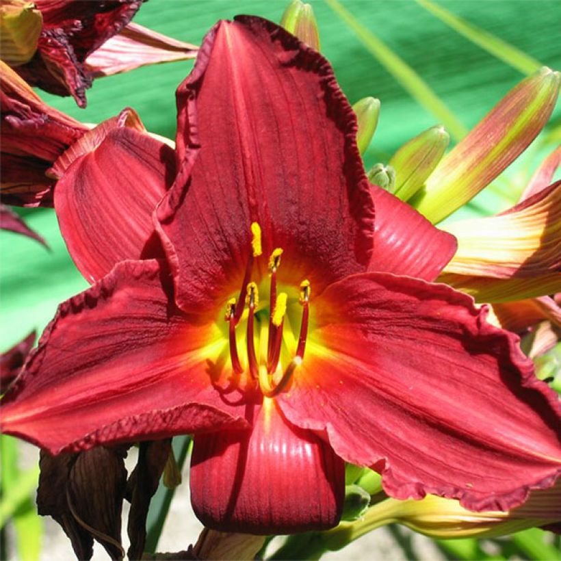 Hemerocallis Bonnie Boy (Floración)