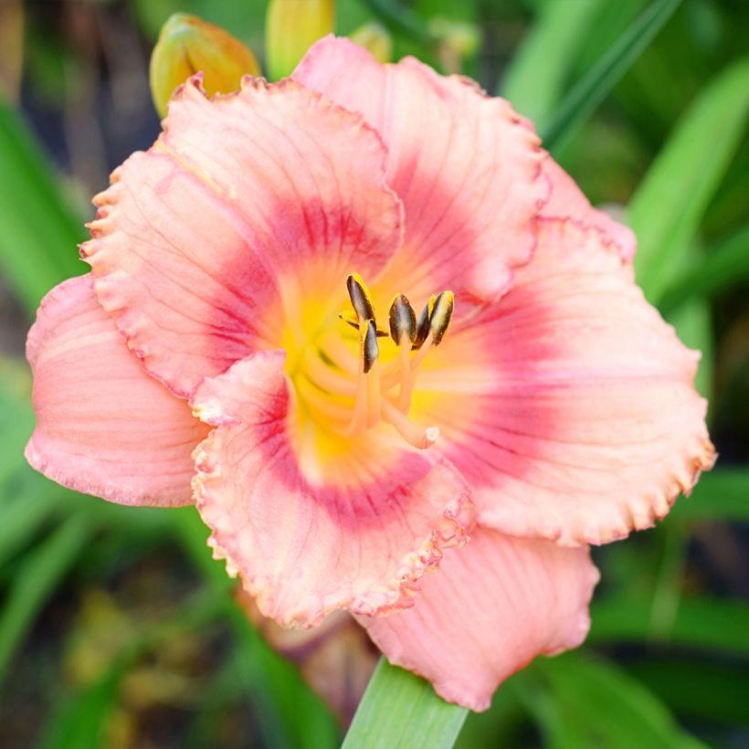Hemerocallis Broadway Dreamer (Floración)