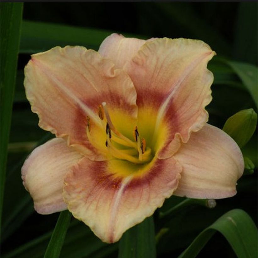 Hemerocallis Buffy s Doll (Floración)