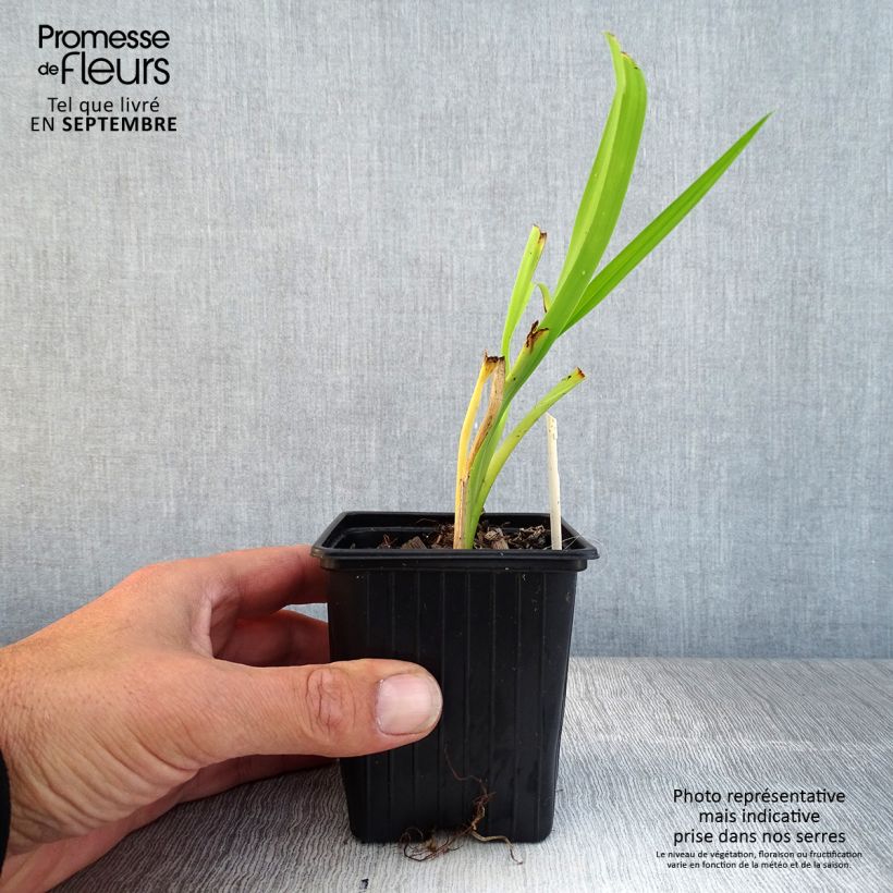 Ejemplar de Hemerocallis Burning Daylight Maceta de 8/9 cm entregado en otoño