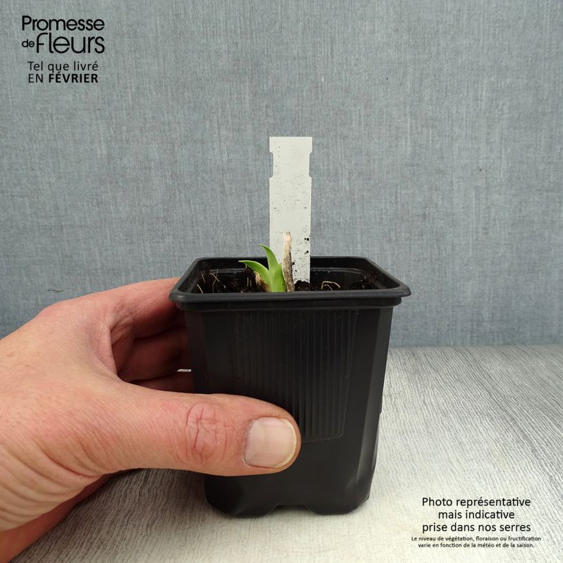 Hemerocallis Burning Daylight Maceta de 8/9 cm Ejemplar entregado en invierno