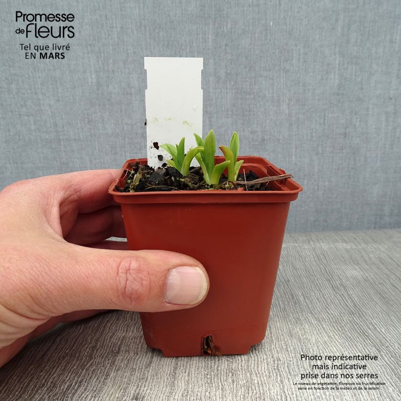 Hemerocallis By Myself Maceta de 8/9 cm Ejemplar entregado en invierno