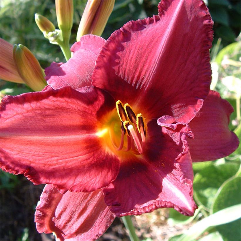 Hemerocallis Bysantine Emperor (Floración)