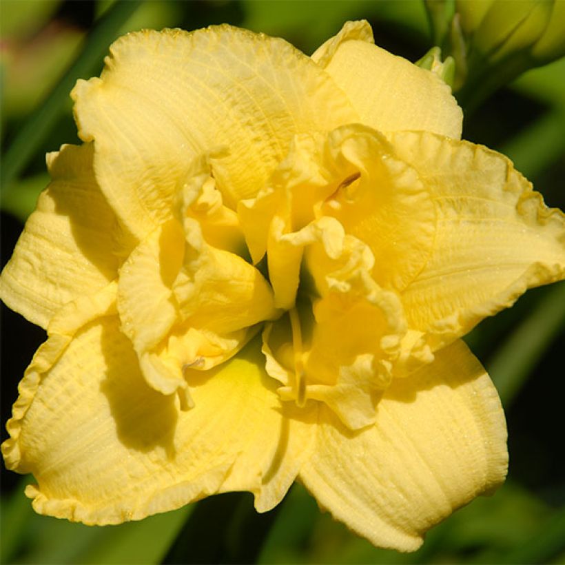 Hemerocallis Cabbage Flower (Floración)