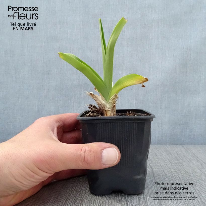 Hemerocallis Canadian Border Patrol Maceta de 8/9 cm Ejemplar entregado en la primavera