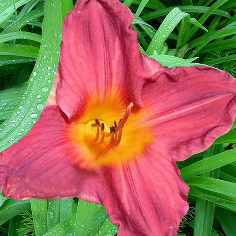 Hemerocallis Carnival Flair (Floración)