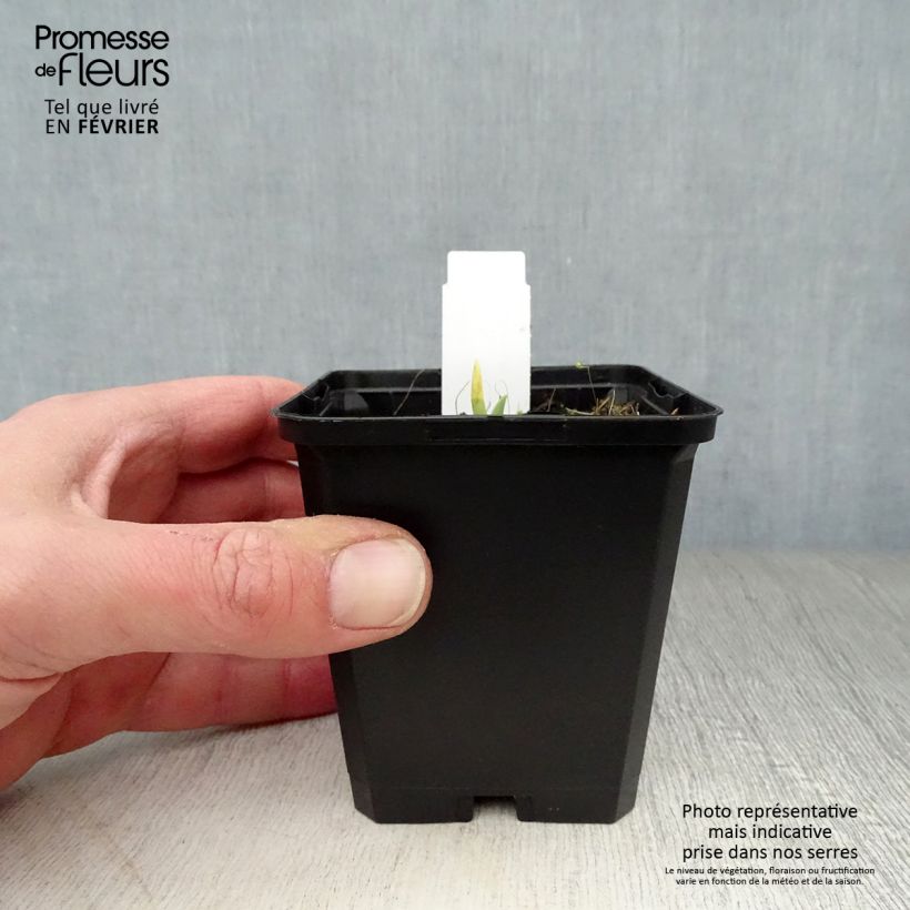 Hemerocallis Catherine Woodbury Maceta de 8/9 cm Ejemplar entregado en invierno