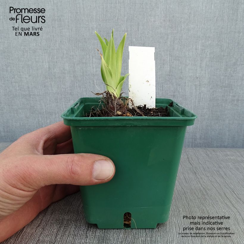 Hemerocallis Charles Johnson Maceta 1L/1,5L Ejemplar entregado en invierno
