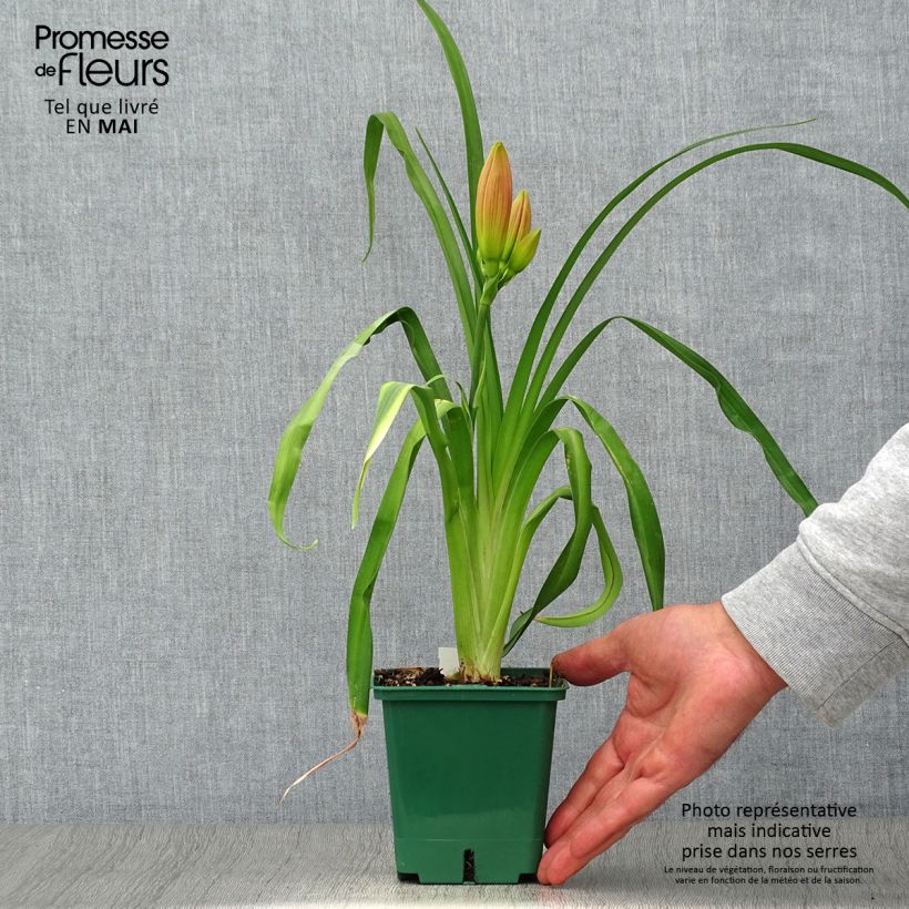 Hemerocallis Charles Johnson Maceta 1L/1,5L Ejemplar entregado en la primavera