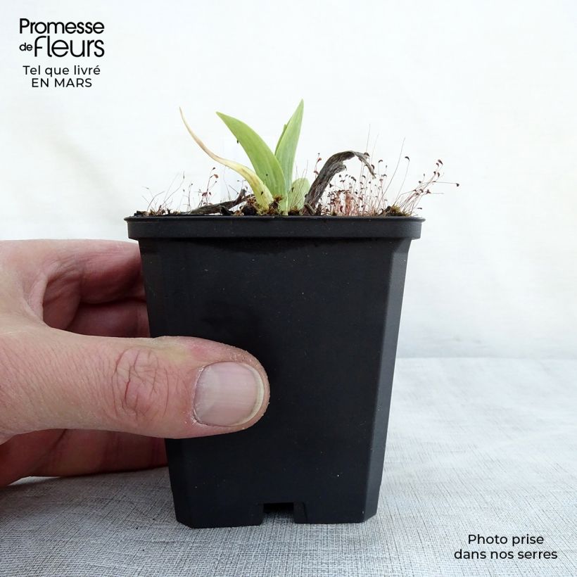 Hemerocallis Chicago Sunrise Maceta de 8/9 cm Ejemplar entregado en la primavera