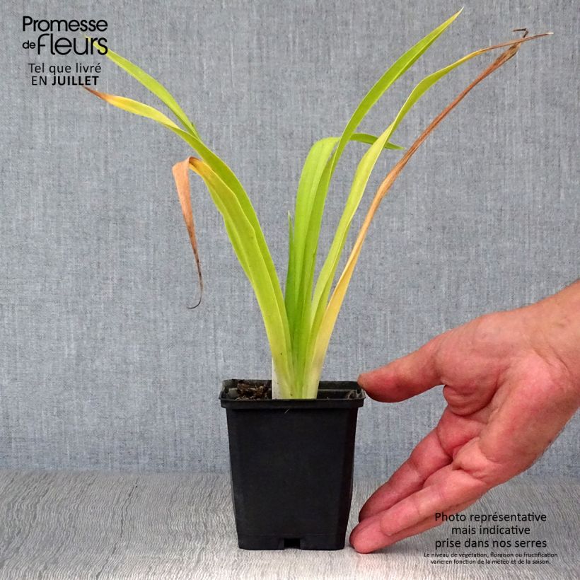 Ejemplar de Hemerocallis Chicago Sunrise Maceta de 8/9 cm entregado en verano