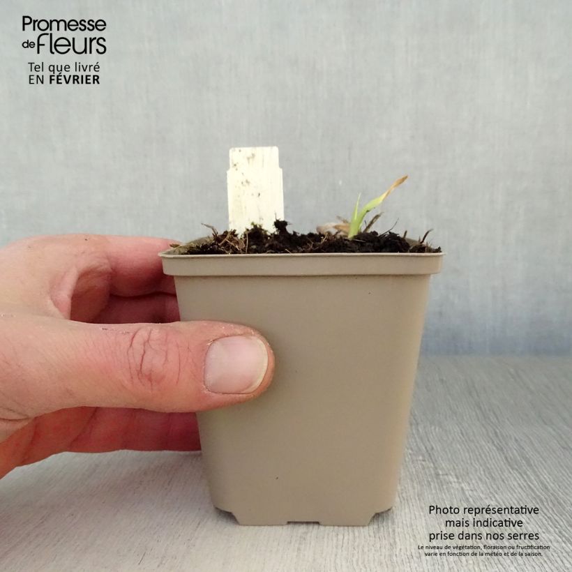 Hemerocallis Chicago Sunrise Maceta de 8/9 cm Ejemplar entregado en invierno