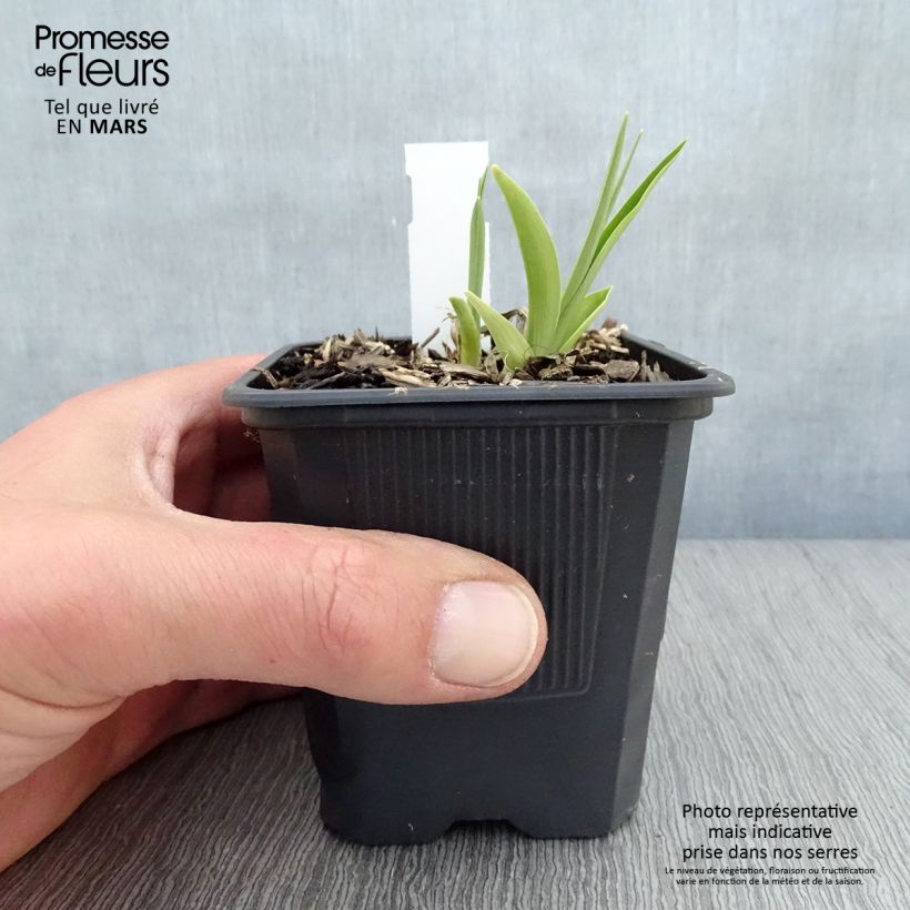 Hemerocallis Children s Festival Maceta de 8/9 cm Ejemplar entregado en la primavera