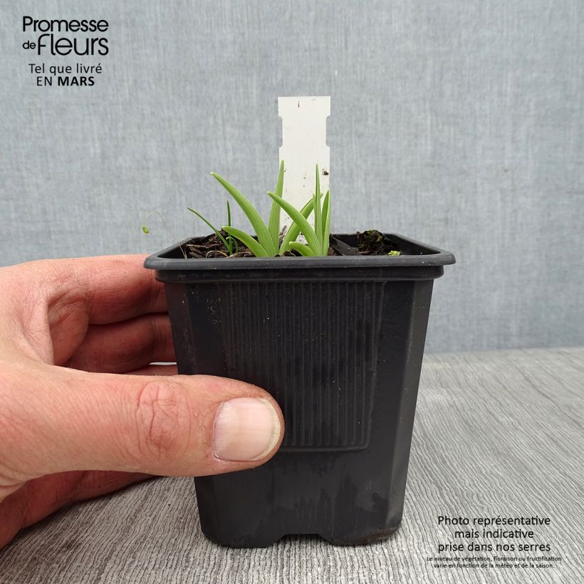 Hemerocallis Children s Festival Maceta de 8/9 cm Ejemplar entregado en invierno