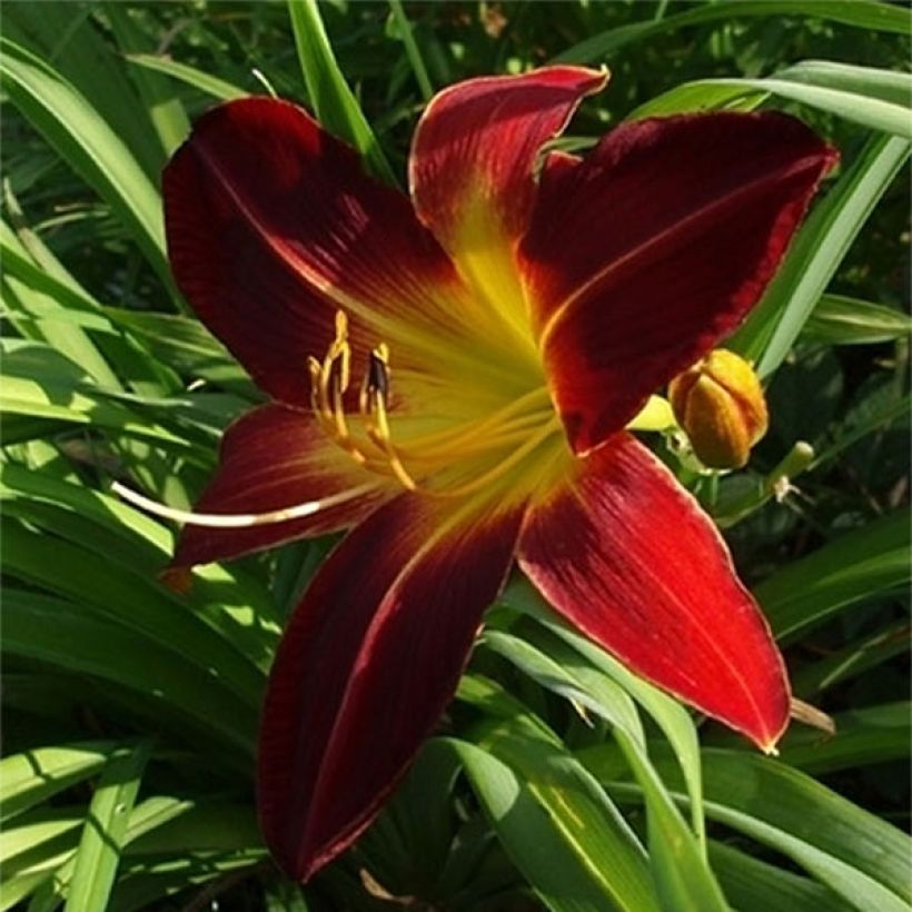 Hemerocallis Chipper Cherry (Floración)