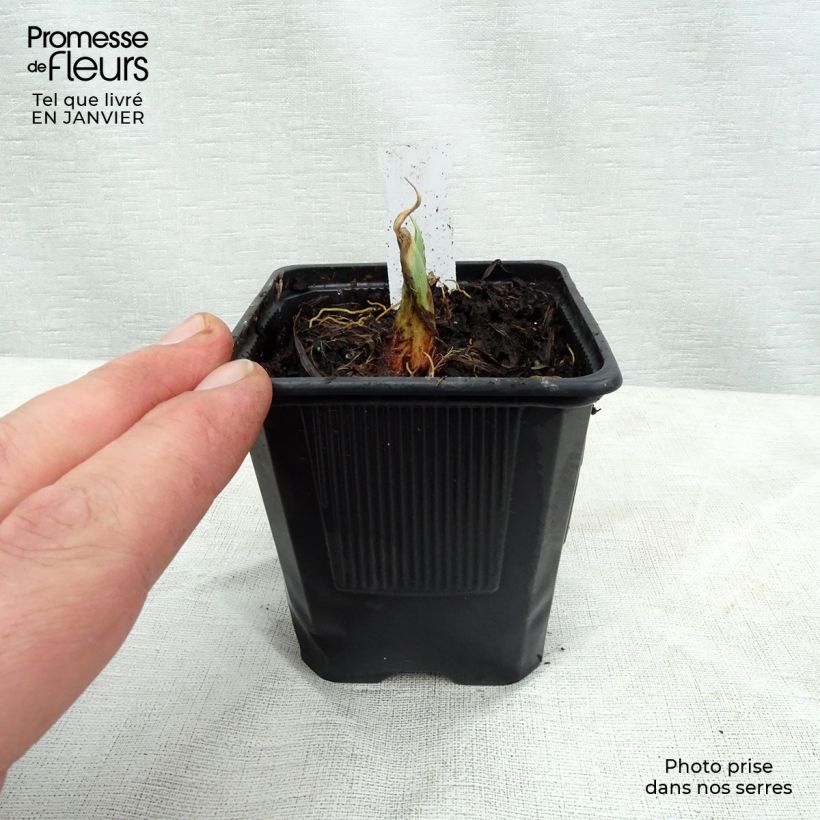 Hemerocallis Chocolate Candy Maceta de 8/9 cm Ejemplar entregado en invierno