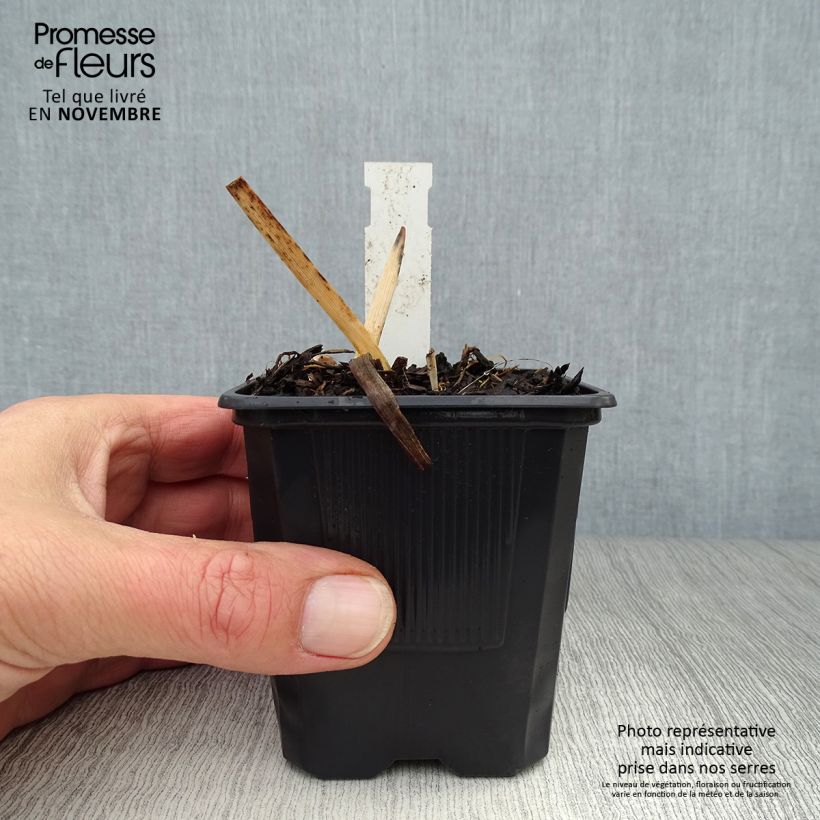 Ejemplar de Hemerocallis Chocolate Candy Maceta de 8/9 cm entregado en otoño