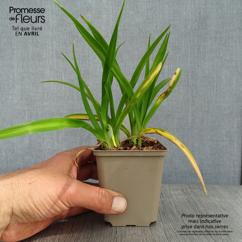 Hemerocallis Chocolate Candy Maceta de 8/9 cm Ejemplar entregado en la primavera