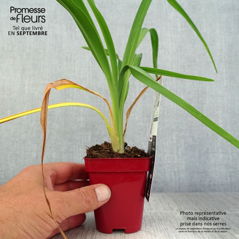 Ejemplar de Hemerocallis Chosen Love Maceta de 8/9 cm entregado en otoño