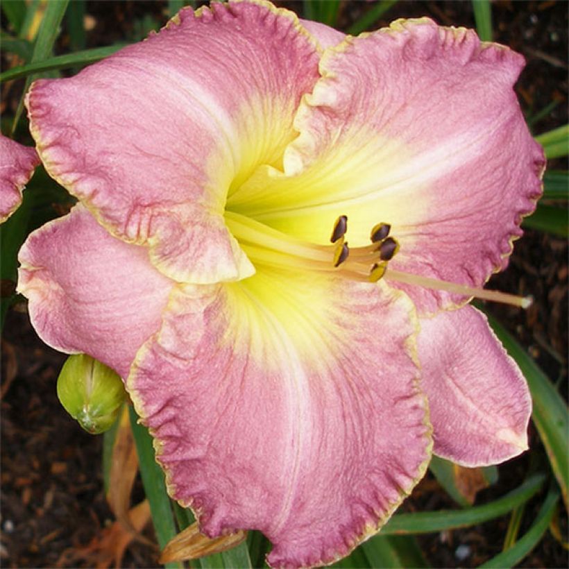 Hemerocallis Clothed in Glory (Floración)