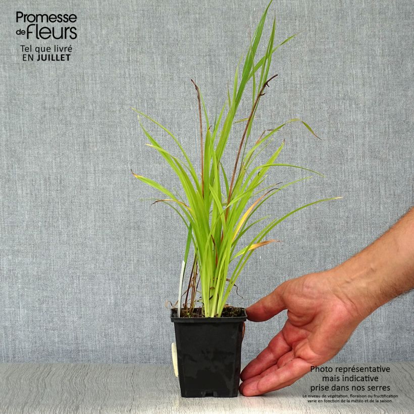 Ejemplar de Hemerocallis Corky Maceta de 8/9 cm entregado en verano
