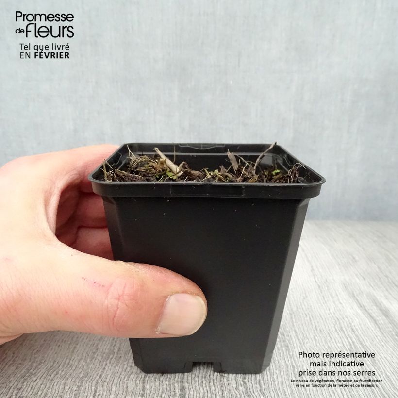 Hemerocallis Corky Maceta de 8/9 cm Ejemplar entregado en invierno