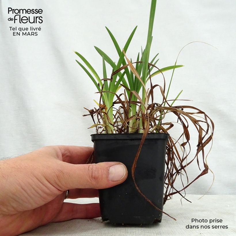 Hemerocallis Cosmopolitan Maceta de 8/9 cm Ejemplar entregado en la primavera